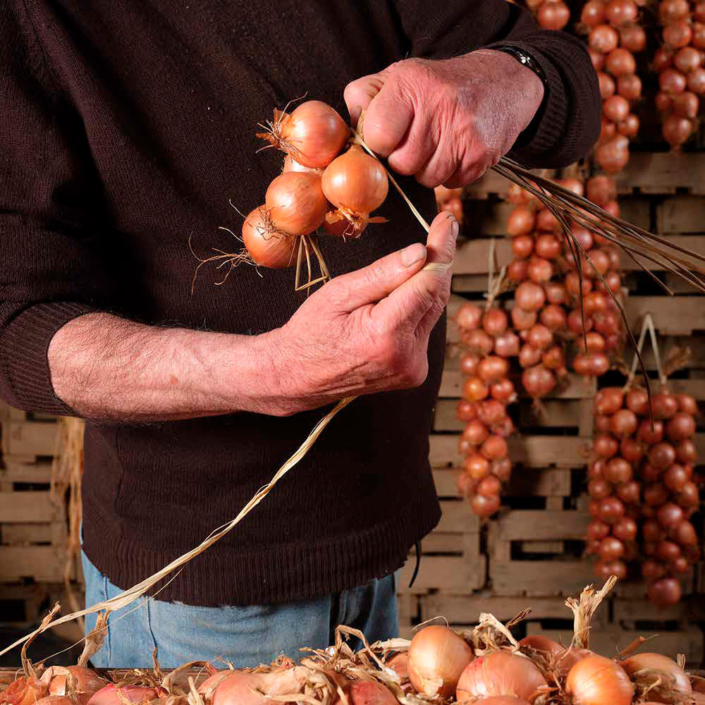 Tying of Roscoff onion braids