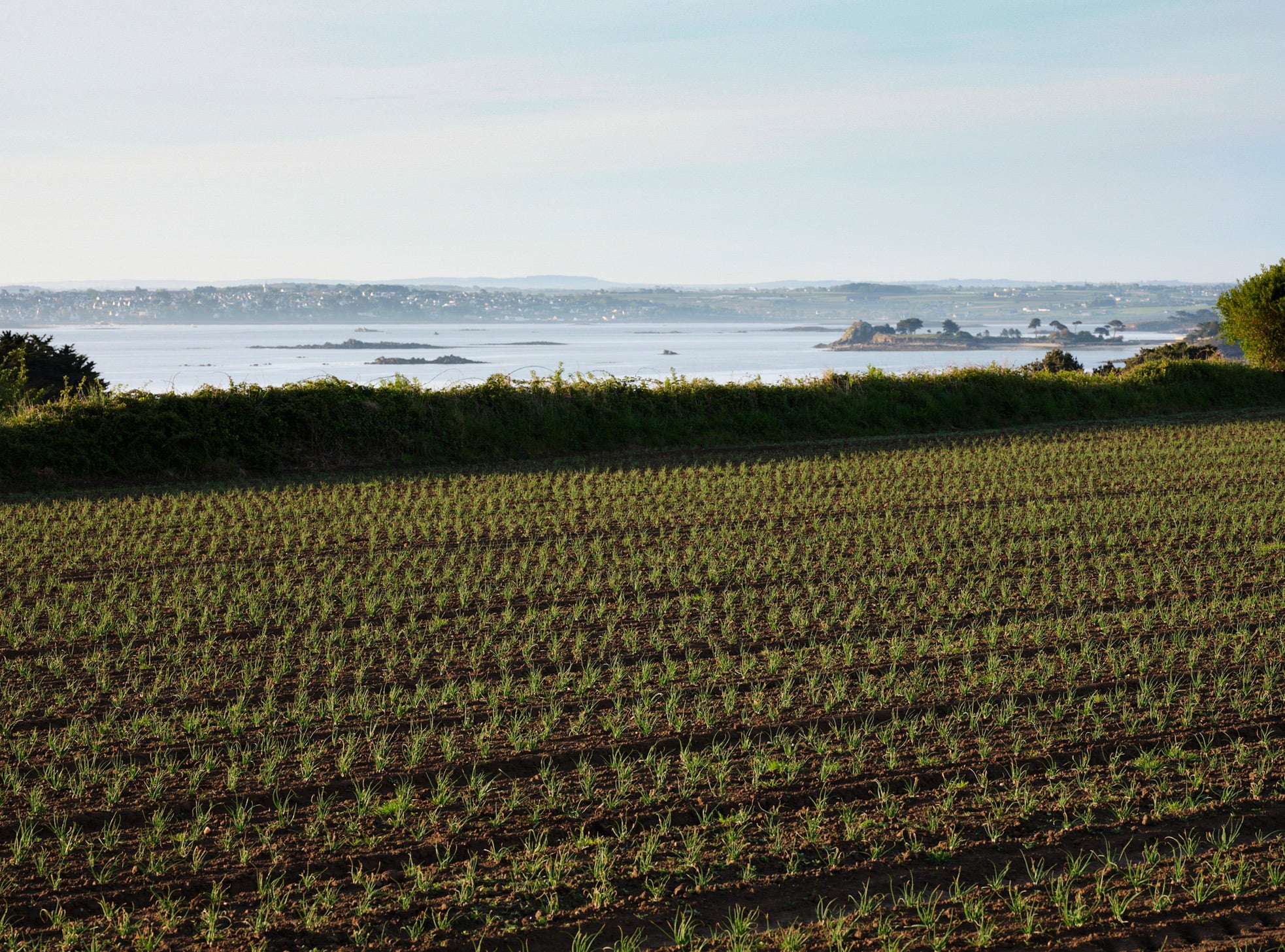 Champ d’oignons devant la mer à Roscoff