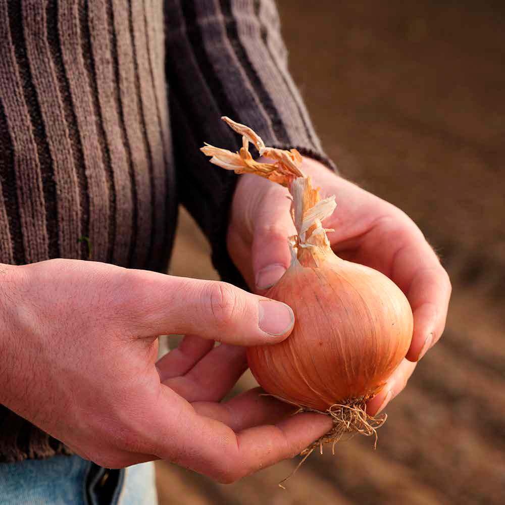 Roscoff pink onion held in hand