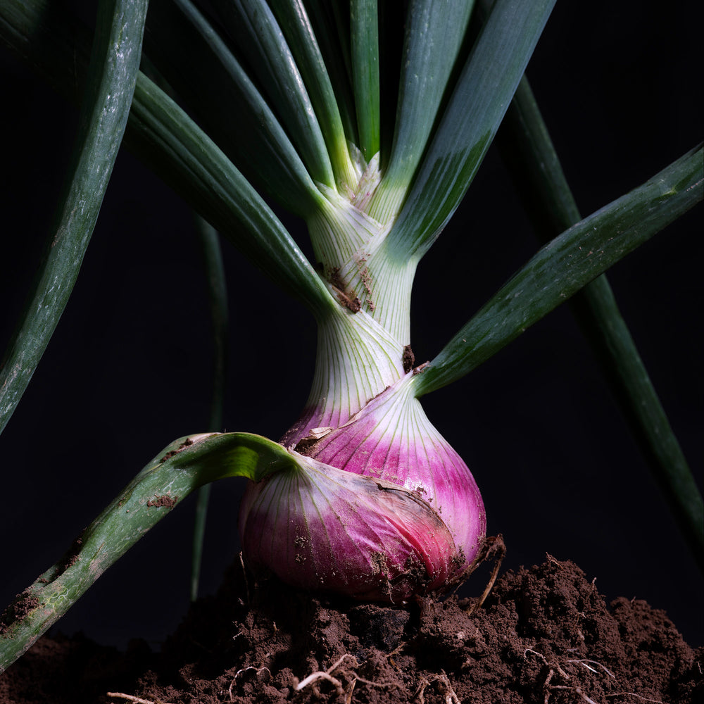 Young onion shoot from Roscoff