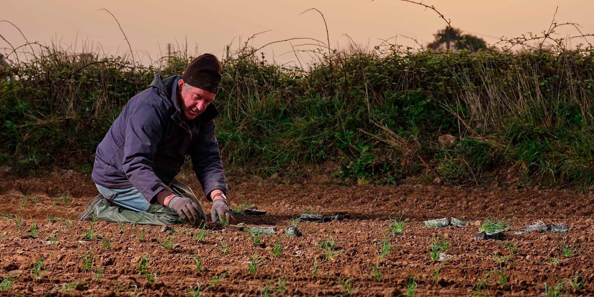 Kneeling man harvesting Roscoff onions from the Maison Quéméner