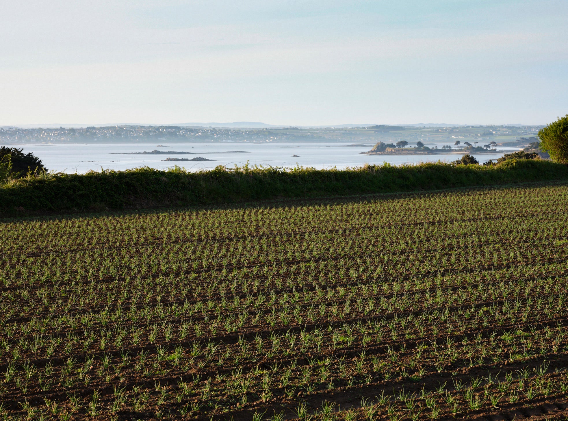 Onion field in front of the sea in Roscoff